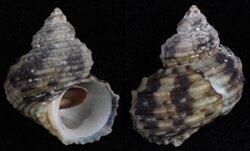 Turbo brunneus