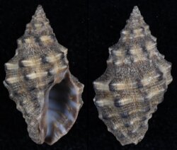 Semiricinula muricoides