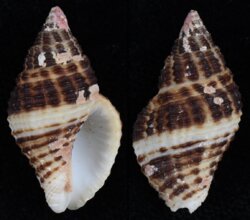 Pollia fumosa