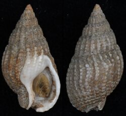 Nassarius reticulatus