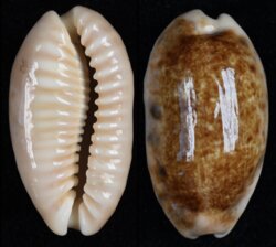 Erronea caurica caurica