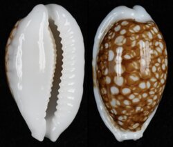 Cribrarula cribraria cribraria
