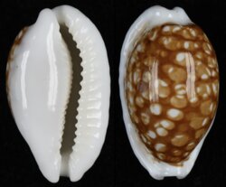 Cribrarula cribraria cribraria