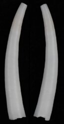 Dentalium entalis
