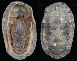 Chiton olivaceus