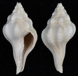 Clavilithes laevigatus