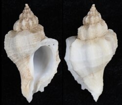 Ocinebrellus inornatus