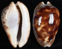 Zoila venusta episema fma sorrentensis