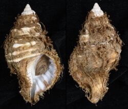 Cymatium parthenopeum echo