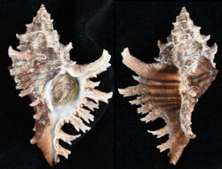 Chicoreus brevifrons