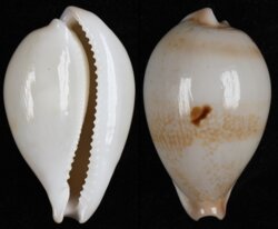 Austrasiatica hirasei