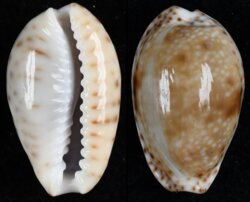 Naria nebrites