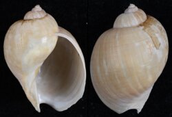 Volutharpa ampullacea