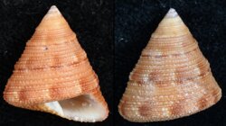 Calliostoma bullisi