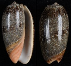 Oliva reticulata