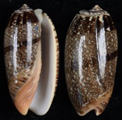 Oliva reticulata