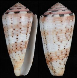 Pionoconus aurisiacus