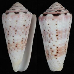 Pionoconus aurisiacus