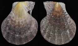 Complicachlamys wardiana