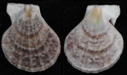 Complicachlamys wardiana