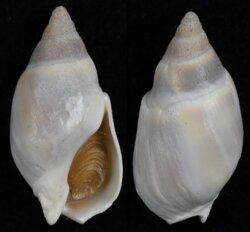 Dorsanum moniliferum