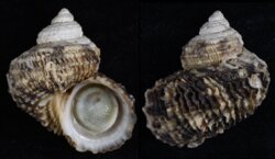 Turbo squamosus
