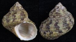 Turbo brunneus