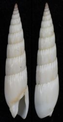 Hastula rufopunctata