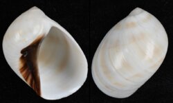 Polinices melanostomus