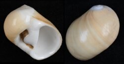 Polinices flemingianus