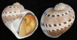 Quantonatica alapapilionis