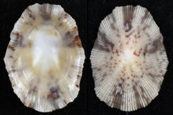 Cellana capensis