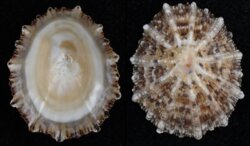 Scutellastra peronii