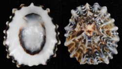 Scutellastra peronii