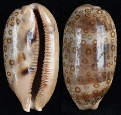 Arestorides argus contracasta
