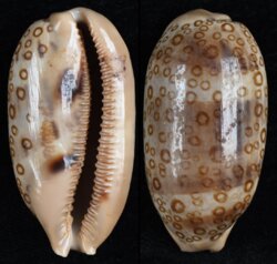 Arestorides argus contracasta