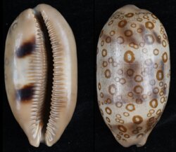 Arestorides argus contracasta