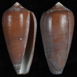 Darioconus vezoi