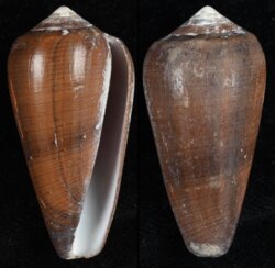 Darioconus vezoi
