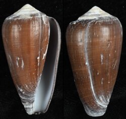 Darioconus vezoi
