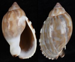 Casmaria erinacea
