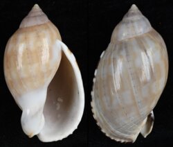 Casmaria erinacea