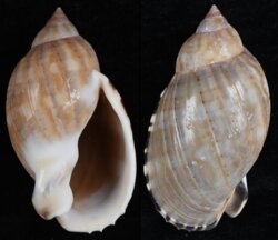 Casmaria erinacea