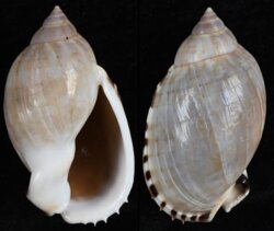 Casmaria erinacea