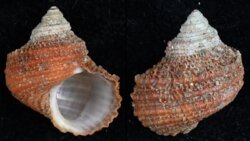 Turbo japonicus