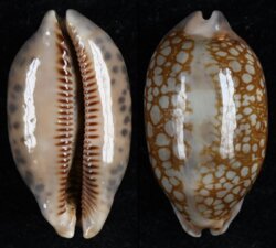 Mauritia scurra occidua