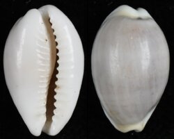 Palmadusta clandestina passerina