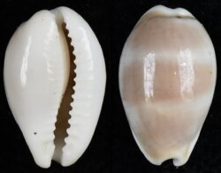 Palmadusta clandestina passerina