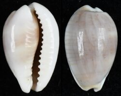 Palmadusta clandestina passerina