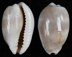 Palmadusta clandestina passerina